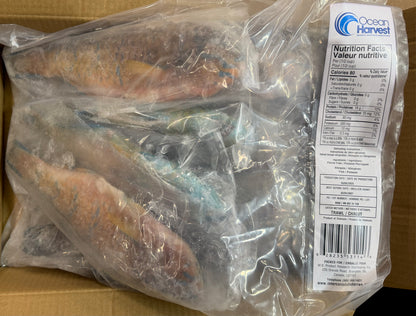 Parrot Fish, 1/2-3/4lb, WGGS, Frozen, IQF, IWP, Vietnam, Ocean Harvest, NW,10lb,2X5lb