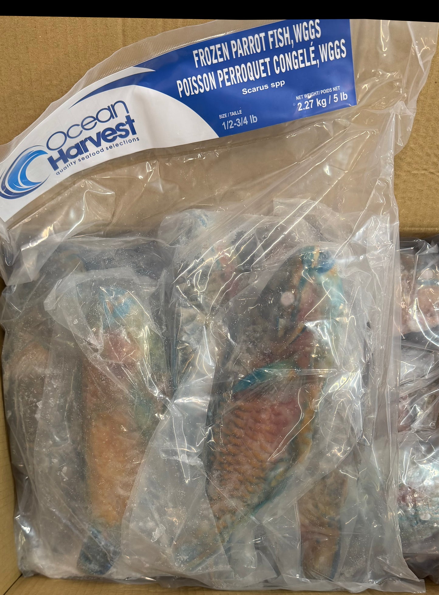 Parrot Fish, 1/2-3/4lb, WGGS, Frozen, IQF, IWP, Vietnam, Ocean Harvest, NW,10lb,2X5lb