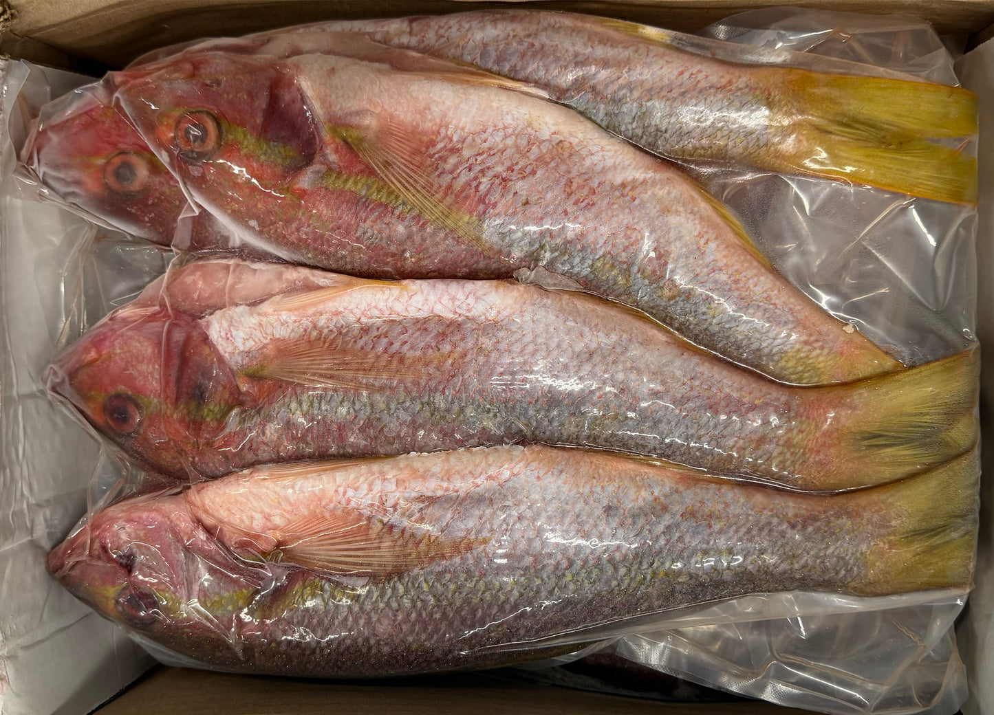 Snapper (Yellow Tail), 1-2,FROZEN, WGGS, Mexico, NW 40lb,4x10lb