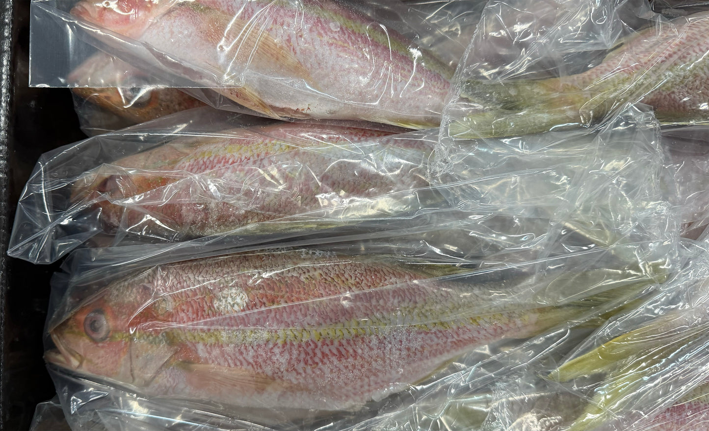 Snapper (Yellow Tail),1/2-3/4lb, GGS, Frozen, Mexico, DSA, NW, 10lb