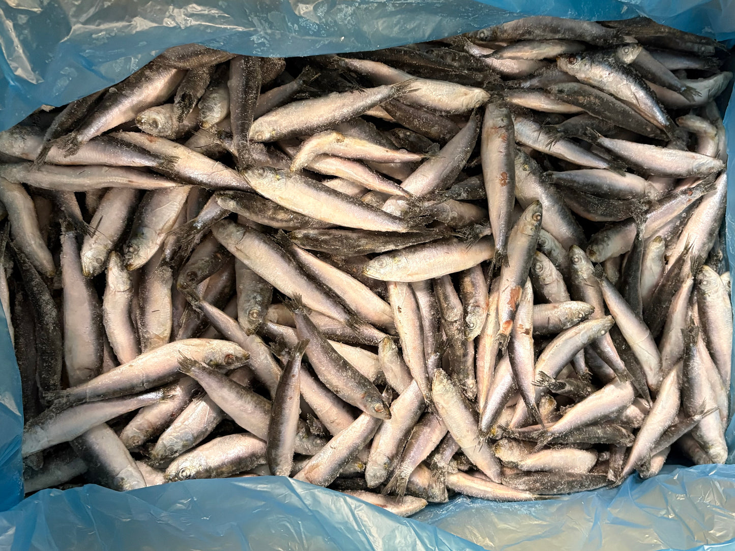 Sardines, 50-60 pc/kg, Whole Round, Frozen, IQF, Spain, NW, 20 kg (44.092 lb)