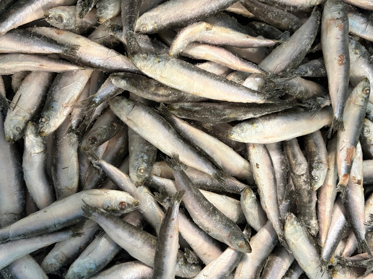Sardines, 50-60 pc/kg, Whole Round, Frozen, IQF, Spain, NW, 20 kg (44.092 lb)