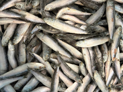 Sardines, 50-60 pc/kg, Whole Round, Frozen, IQF, Spain, NW, 20 kg (44.092 lb)