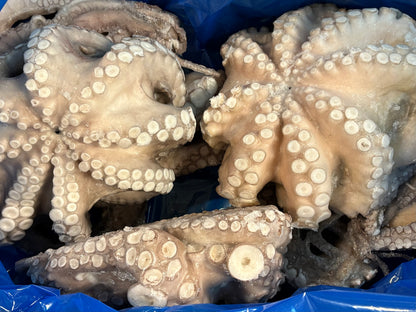 Whole octopus with prominent suckers, piled inside a blue container.