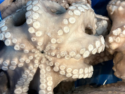 A close-up of a frozen octopus with beige-gray skin and prominent white suction cups, shown against a dark blue background.