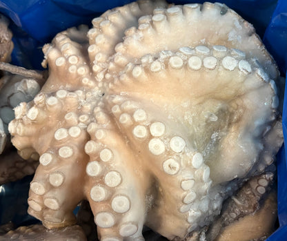 A close-up of a raw octopus with prominent suckers, resting inside a blue plastic bag.