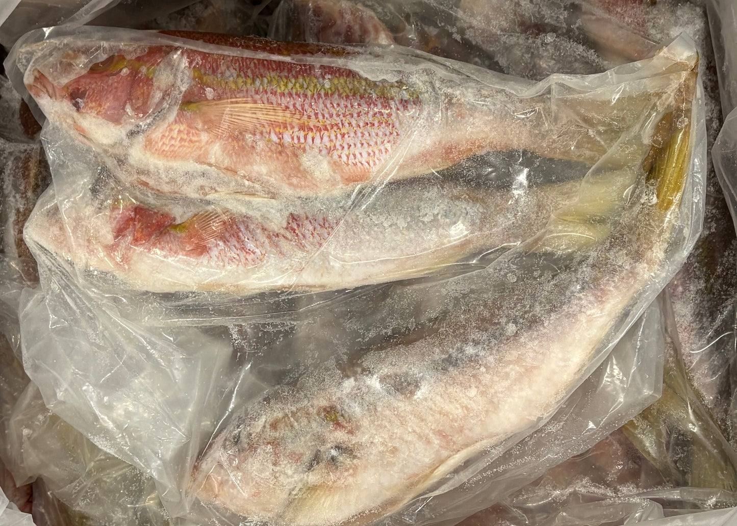 Snapper (Yellow Tail), 1-2 lb, Whole, Gutted, Frozen, IWP, Mexico, NW, 55 lb