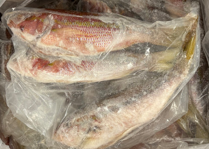 Snapper (Yellow Tail), 1-2 lb, Whole, Gutted, Frozen, IWP, Mexico, NW, 55 lb