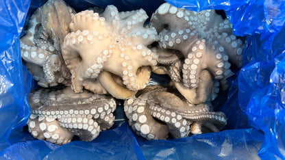 Cuttlefish (Uncleaned), K1,  Frozen, Tunisia, NW 30 lbs (6 lb block x 5)