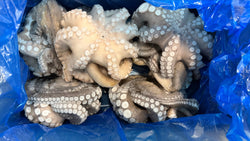 Cuttlefish (Uncleaned), K1,  Frozen, Tunisia, NW 30 lbs (6 lb block x 5)