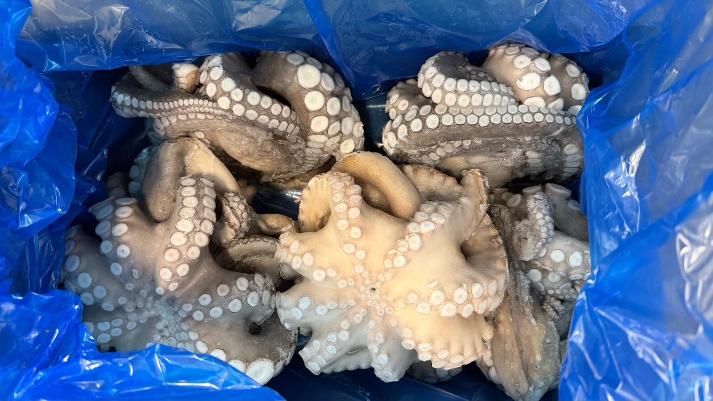 Cuttlefish (Uncleaned), K1,  Frozen, Tunisia, NW 30 lbs (6 lb block x 5)