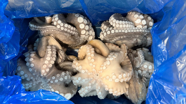 Cuttlefish (Uncleaned), K1,  Frozen, Tunisia, NW 30 lbs (6 lb block x 5)