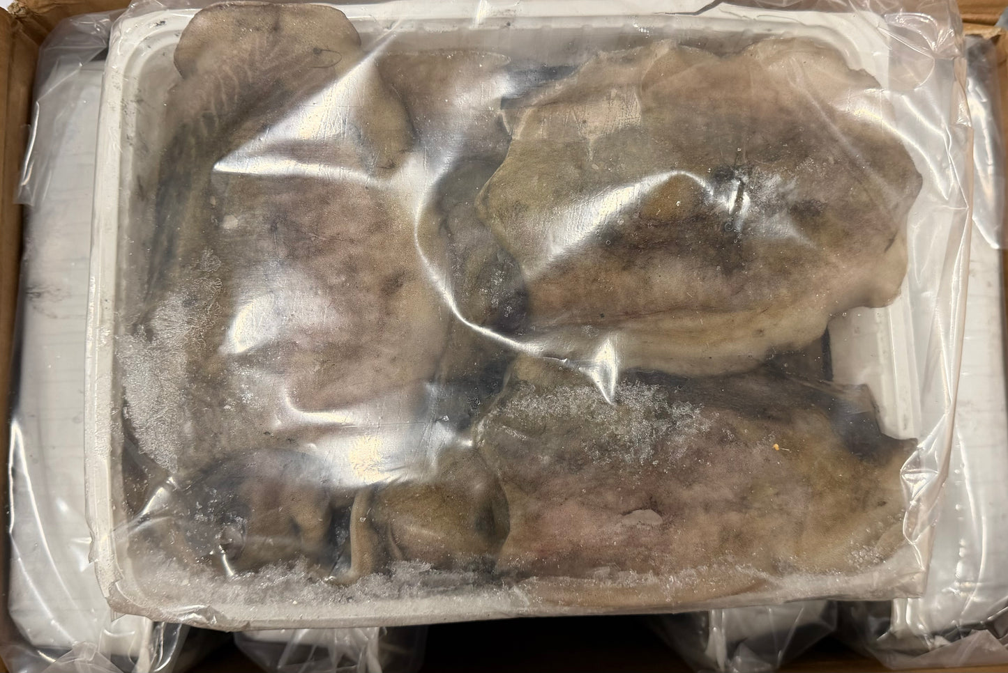 Octopus (Vulgaris), T4, Whole, Frozen, IQF, Morocco, NW, 12 kg (26.46 lb)