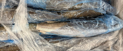 Hake (Atlantic Whiting),400-700g, HGT, Frozen, IQF, NW, 16kg, 35.28lb