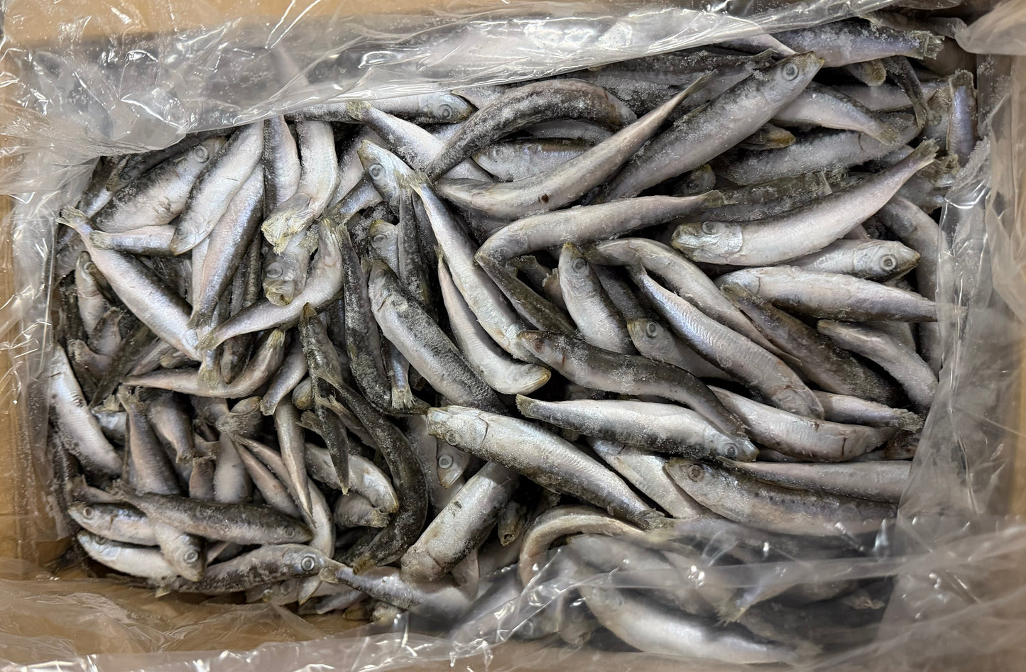 Sardines, 60-80 ppk, Whole, Frozen, IQF, protective glaze, Croatia, NW, 10 kg (22.05 lb)