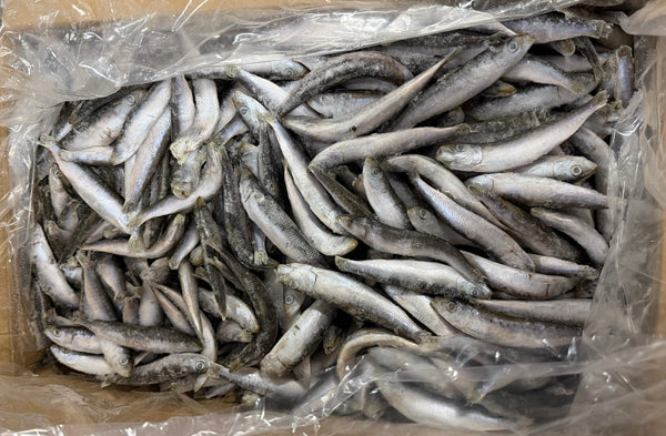 Sardines, 60-80 ppk, Whole, Frozen, IQF, NW, 10 kg (22.05 lb)