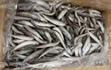 Sardines, 60-80 ppk, Whole, Frozen, IQF, NW, 10 kg (22.05 lb)