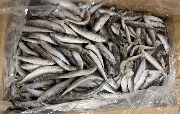 Sardines, 60-80 ppk, Whole, Frozen, IQF, NW, 10 kg (22.05 lb)