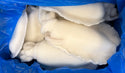 Cuttlefish, Whole (Cleaned),1-2, Frozen, IQF, India , NW, 22lbs, 20% Glaze