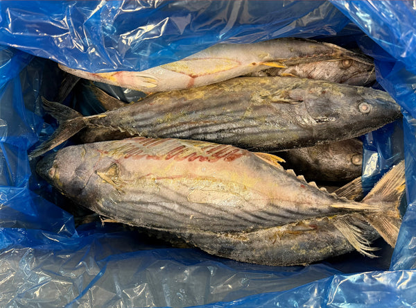 Bonito, Whole Round, 1kg up/pc, Frozen, IQF, Morocco, NW 12kg (26.46lb)