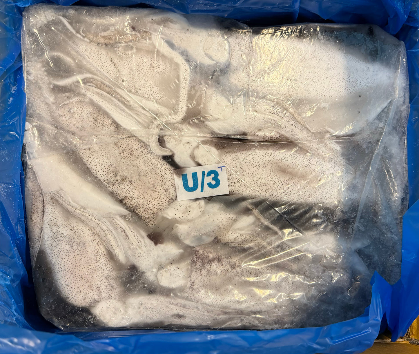Squid (Thondi), U3, Whole, Block, Frozen, India, NW, 44lbs, (5 x8.8lbs) 10% Glaze