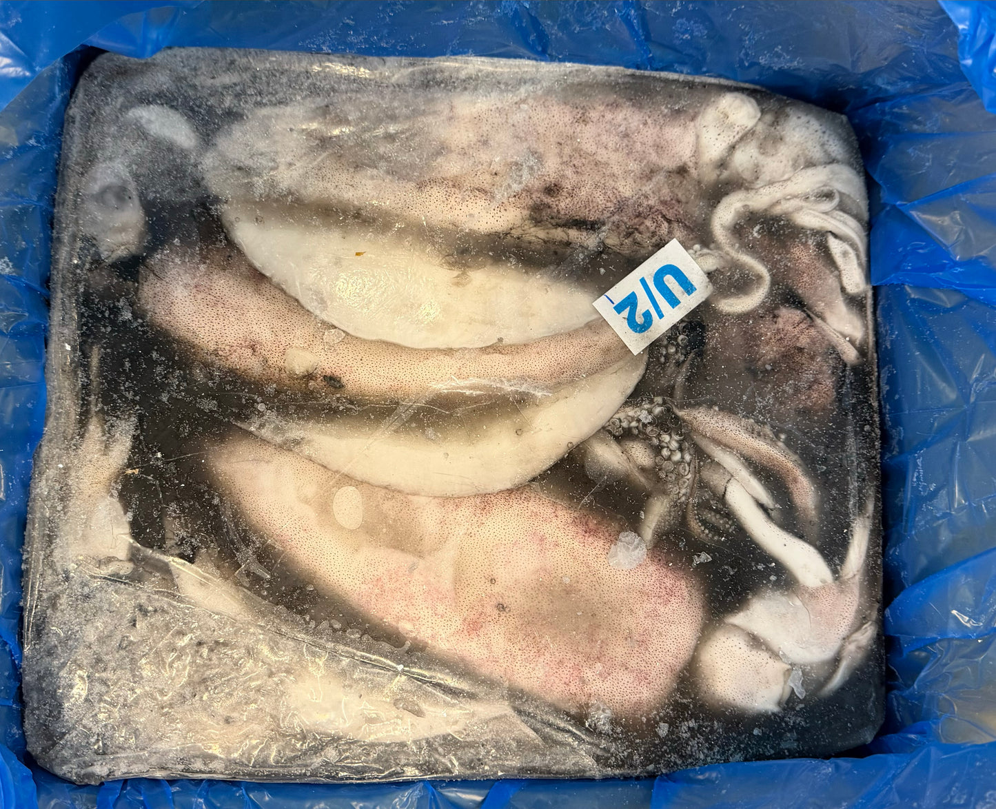 Squid (THONDI), U2, Whole, Block, Frozen, India, NW, 44lbs, (5 x8.8lbs) 10% Glaze