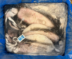Squid (THONDI), U2, Whole, Block, Frozen, India, NW, 44lbs, (5 x8.8lbs) 10% Glaze