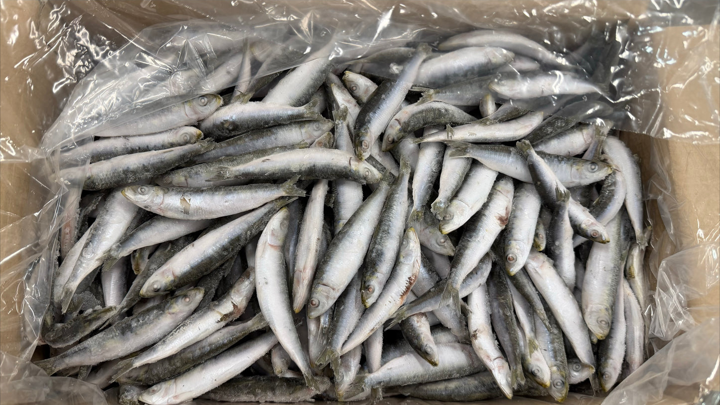 Sardines, 40-60 pc/kg, Whole Round, Frozen, IQF, Croatia, NW, 10 kg