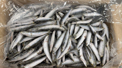 Sardines, 40-60 pc/kg, Whole Round, Frozen, IQF, Croatia, NW, 10 kg