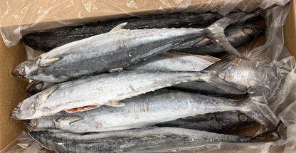 King Fish, 5 lb Up, Whole, Frozen, IWP, Suriname, NW, 66 lb