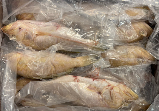 Grouper (Yellow Edge),1-3lb, Whole, Gutted, Frozen, Mexico, MM, NW 55lb