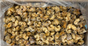 Whelk Meat, Cooked, Frozen, IQF, Canada, NW 14lb ( 1 x 14lb)