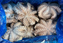 Octopus (Vulgaris), T5 (1-1.5 kg), Whole, Frozen, Flower, IQF, MAX, Morocco, NW, 12 kg (26.46 lb)