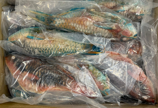 Parrot Fish, 1/2-3/4lb, WGGS, Frozen, IQF, IWP, Vietnam, NW,10lb