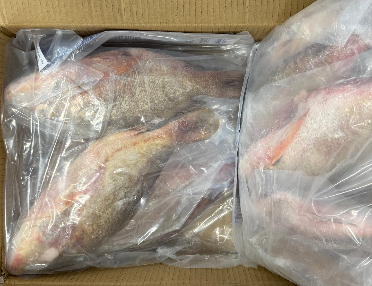 Snapper (Red),3/4-1lb,WGGS, Frozen, IQF, IWP, Vietnam, Ocean Harvest, NW,10lb, 2x5lb
