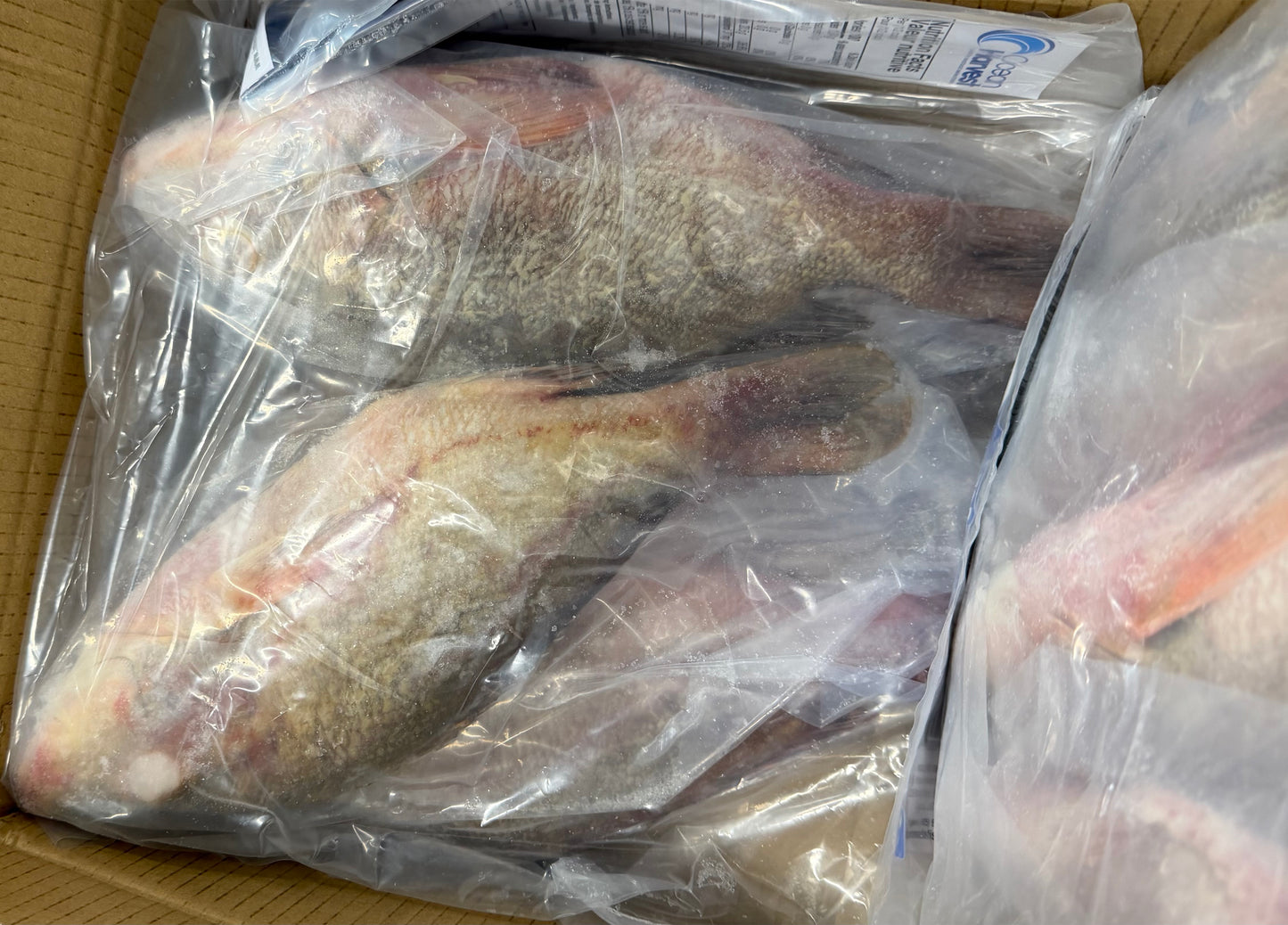 Snapper (Red),3/4-1lb,WGGS, Frozen, IQF, IWP, Vietnam, Ocean Harvest, NW,10lb, 2x5lb