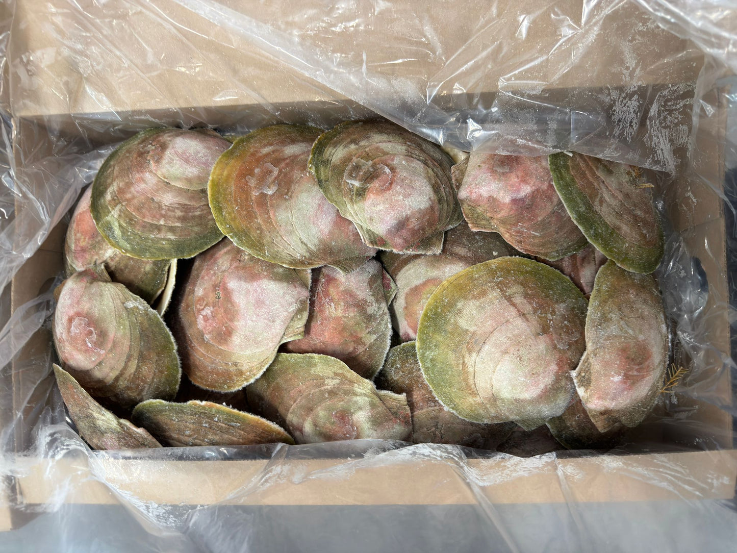 Scallops,(Meat only), 10-13 cm, H/SH, IQF, Frozen, Canada, NW, 10 lb