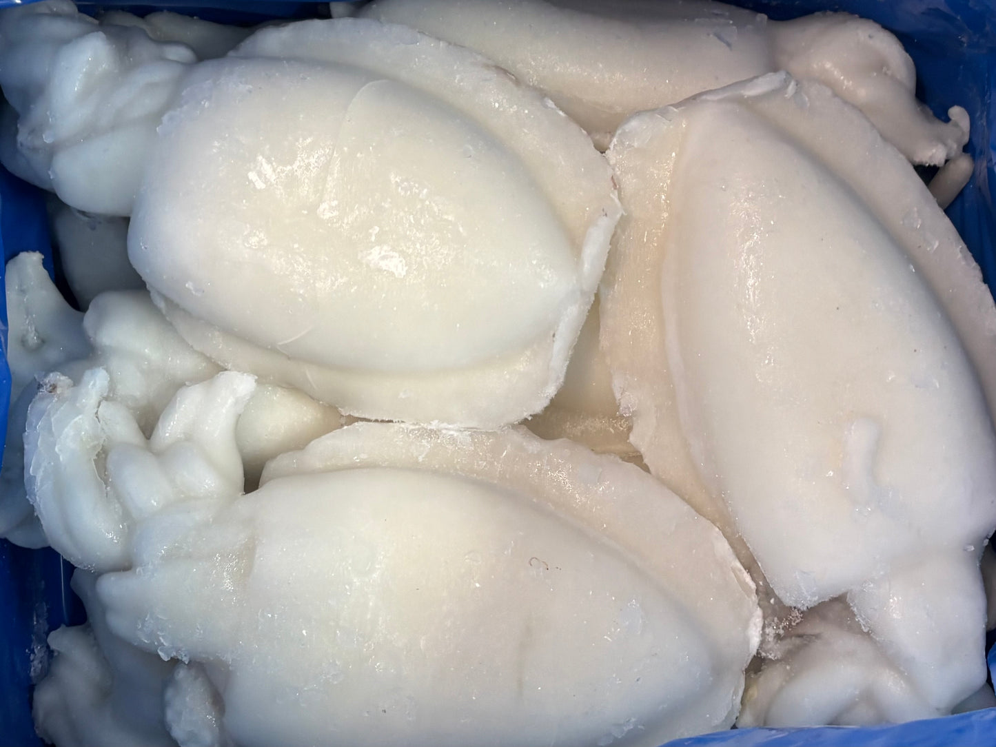 Cuttlefish, Whole (Cleaned),1-2, Frozen, India, IQF, NW, 22lbs, 30% Glaze