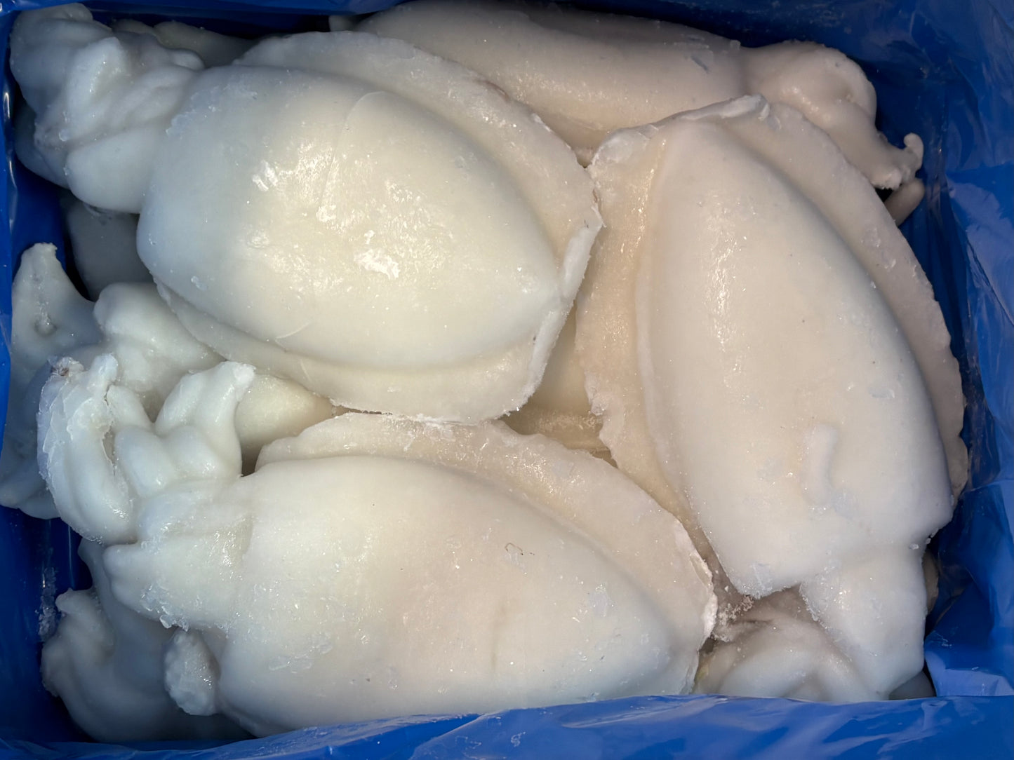 Cuttlefish, Whole (Cleaned),1-2, Frozen, India, IQF, NW, 22lbs, 30% Glaze