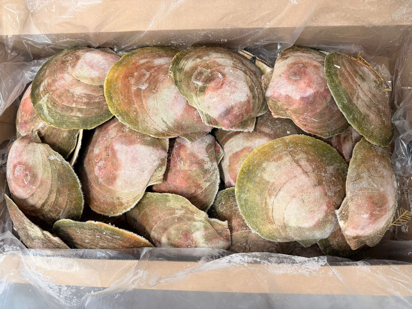 Scallops,(Meat only), 10-13 cm, H/SH, IQF, Frozen, Canada, NW, 10 lb