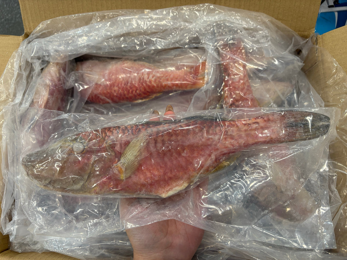 Mullet (Red), 150gm up, WGGS, Frozen, IQF, IWP, Vietnam, Ocean Harvest ...