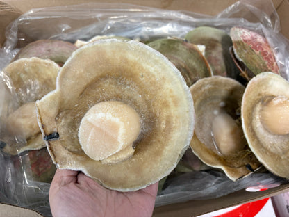 Scallops,(Meat only), +11cm / +12cm, H/SH, IQF, Frozen, Canada, NW, 8lb