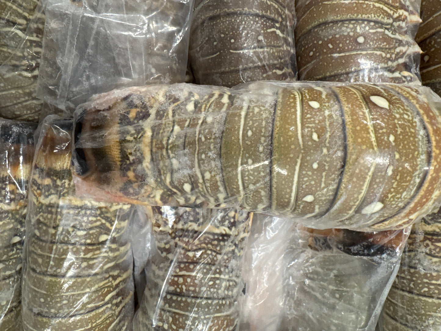 Lobster, 7oz, Tails, Frozen, Brazil,  NW, 10lb