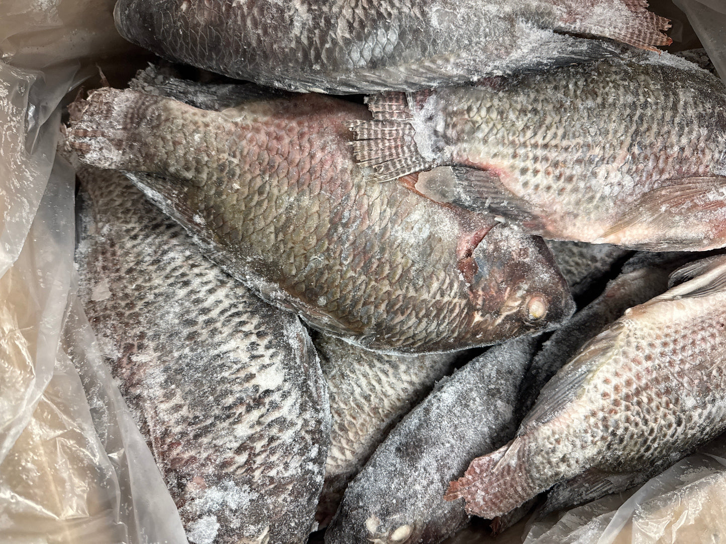 Tilapia(Whole), 950g up, WGGS, Frozen, IQF, Brazil, NW, 40lb