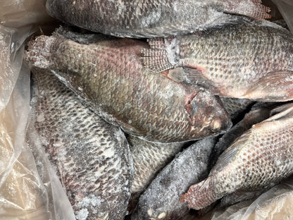 Tilapia(Whole), 950g up, WGGS, Frozen, IQF, Brazil, NW, 40lb