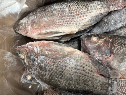 Tilapia(Whole), 950g up, WGGS, Frozen, IQF, Brazil, NW, 40lb