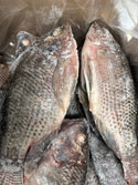 Tilapia(Whole), 950g up, WGGS, Frozen, IQF, Brazil, NW, 40lb