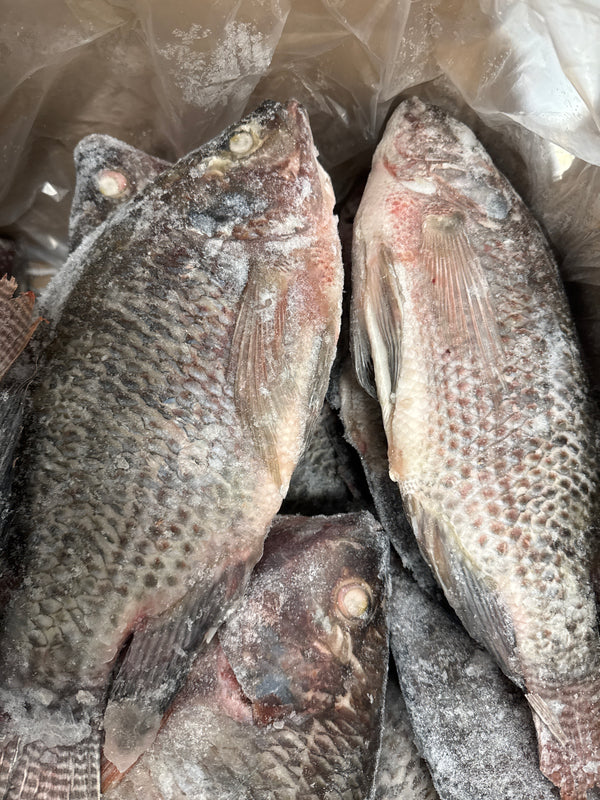 Tilapia(Whole), 950g up, WGGS, Frozen, IQF, Brazil, NW, 40lb