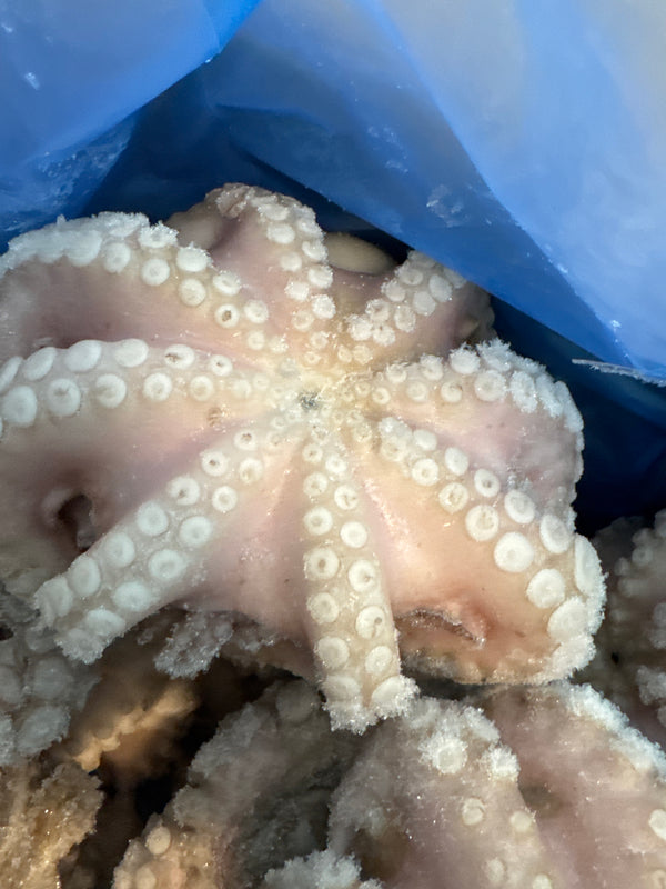Octopus (Vulgaris), T7 (0.5-0.8 kg), Whole, Frozen, IQF, Morocco, NW, 12 kg  (26.46 lb)