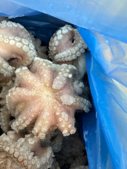 Octopus (Vulgaris), T7 (0.5-0.8 kg), Whole, Frozen, IQF, Morocco, NW, 12 kg  (26.46 lb)